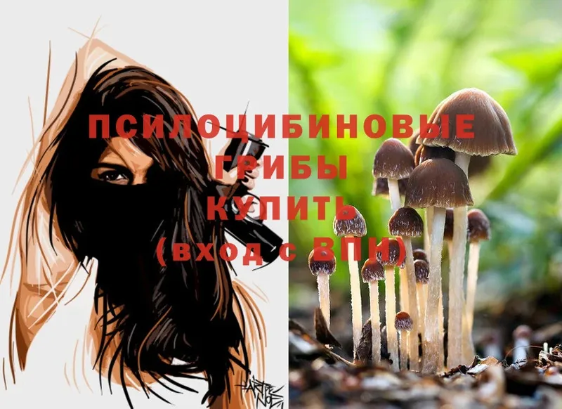 дарнет шоп  Бабаево  блэк спрут как войти  Псилоцибиновые грибы Magic Shrooms 